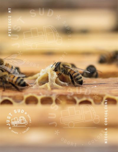 Mieletture api miele biologico Basilicata