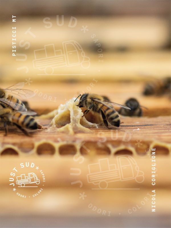 Mieletture api miele biologico Basilicata